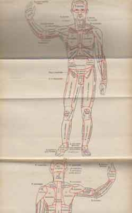 Bild von Grundriss der Anatomie des Menschen. Für Studium und Praxis