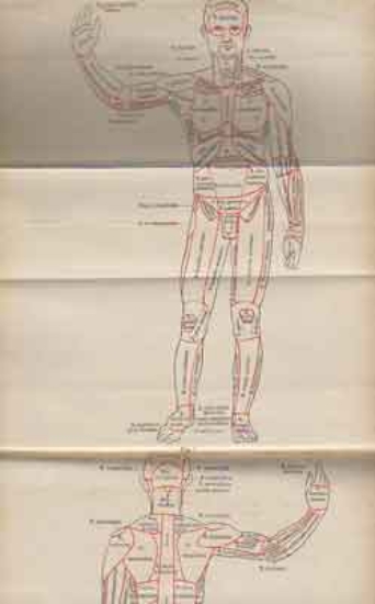 Bild von Grundriss der Anatomie des Menschen. Für Studium und Praxis