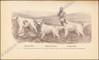 Picture of Le Laverack Setter