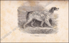 Picture of Le Laverack Setter