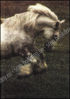 Picture of Pride of the Shires. The Story of the Whitbread Horses