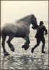 Picture of Pride of the Shires. The Story of the Whitbread Horses
