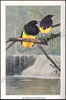 Afbeeldingen van De dierenwereld van Insulinde in woord en beeld, I: Zoogdieren; II: Vogels