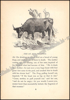 Afbeeldingen van Three hundred Æsop's fables literally translated from the greek